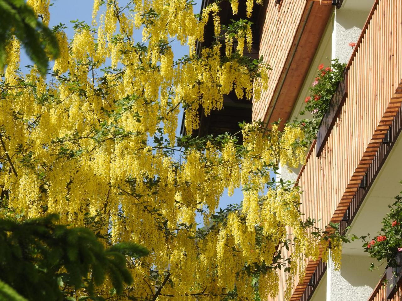 Hotel Garni Tannleger B&B Brand  Bagian luar foto